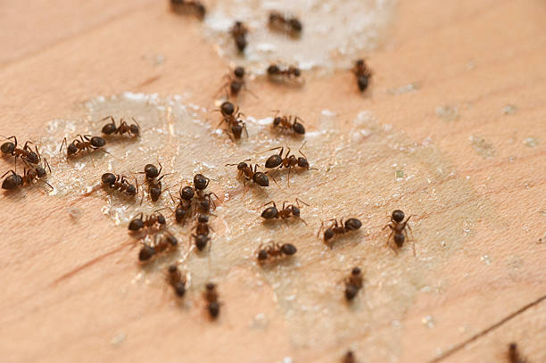 Best Ant Control Services  in Allendale, NJ